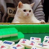 晓宸逛逛娱乐