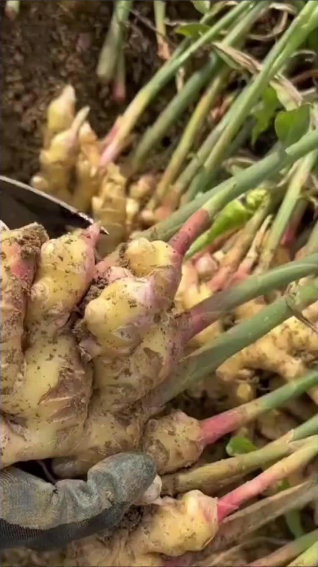 农村生姜叶的隐藏用法！🌿生姜叶别丢！农村人用它来做宝贝，成本几毛钱，老一辈经验