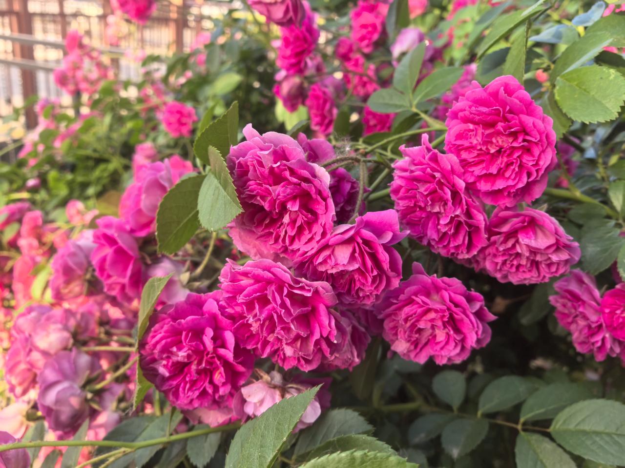 粉嫩欲滴的玫瑰，绽放出浪漫与优雅！🌹💕