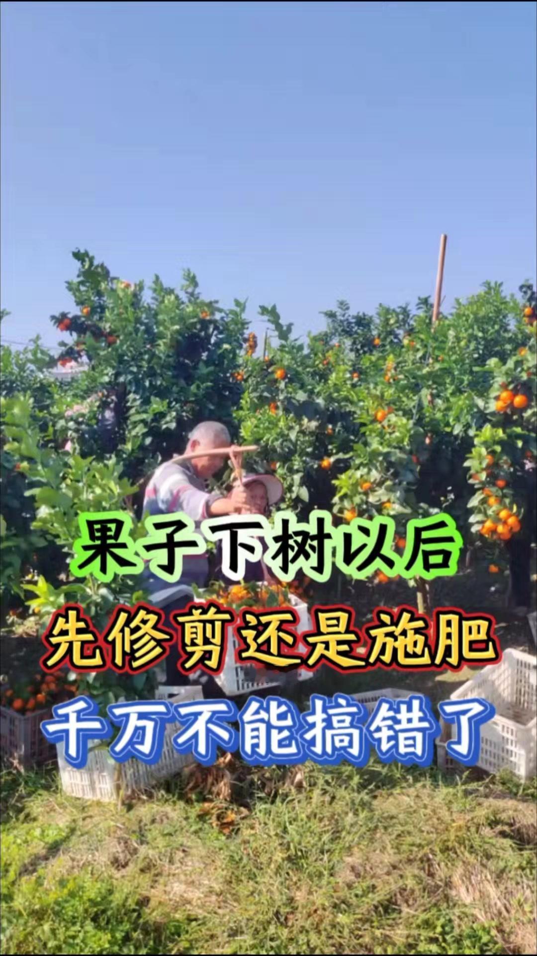 🍎果子下树以后，到底是先修剪还是先施肥？是施肥一次还是施肥两次？是上午施肥还是