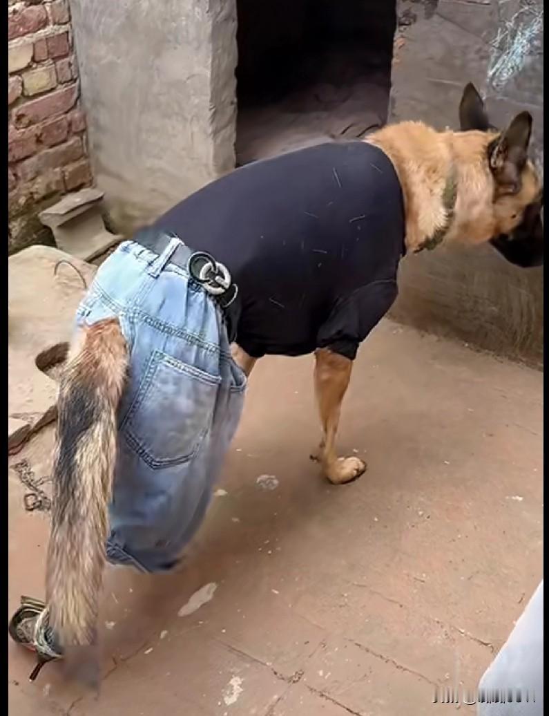 家人们快来看这个“潮狗”！天凉了，主人直接给它安排上牛仔套装+皮靴，这穿搭比我都