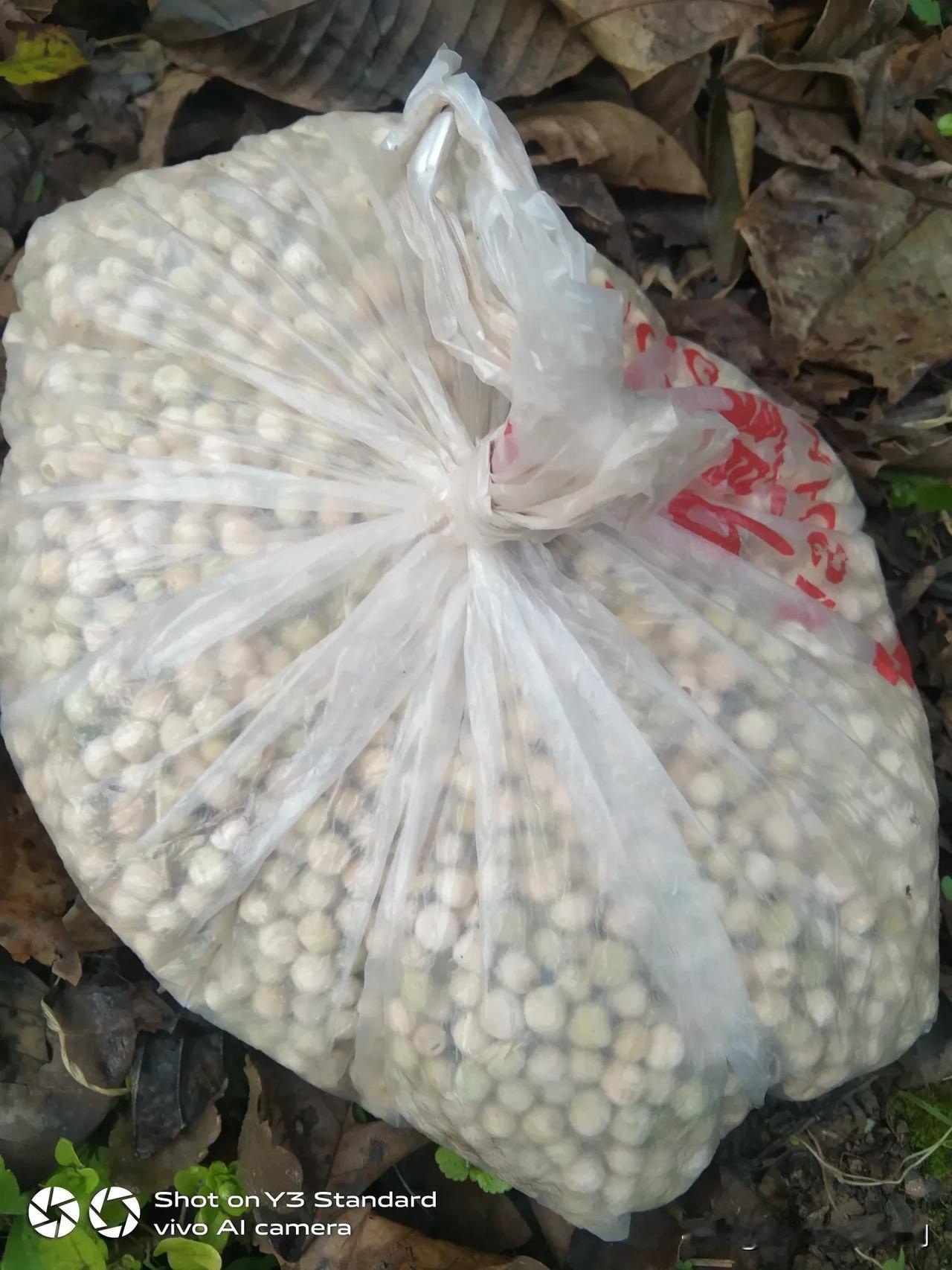 今早上八点起来。去山上种碗豆，去的晚九点才到地边。一块地都挖不完。三份之一，下午