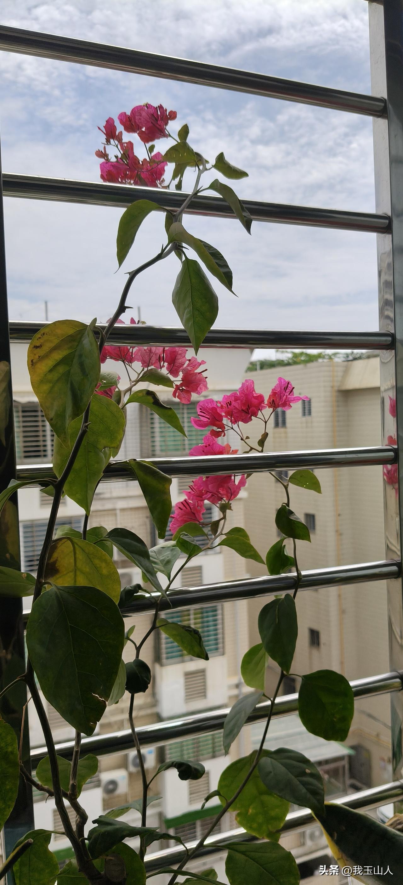 凭栏三角梅，艳色倚窗开。
遥对云天阔，清风送香来。
