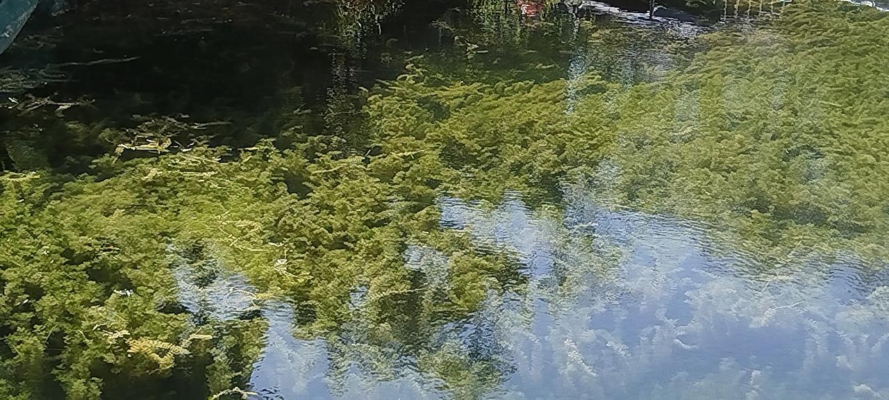 “水清鱼读月，花静鸟谈天”，此十字勾勒出的画面妙不可言。就如高淳区雅园，那里的园