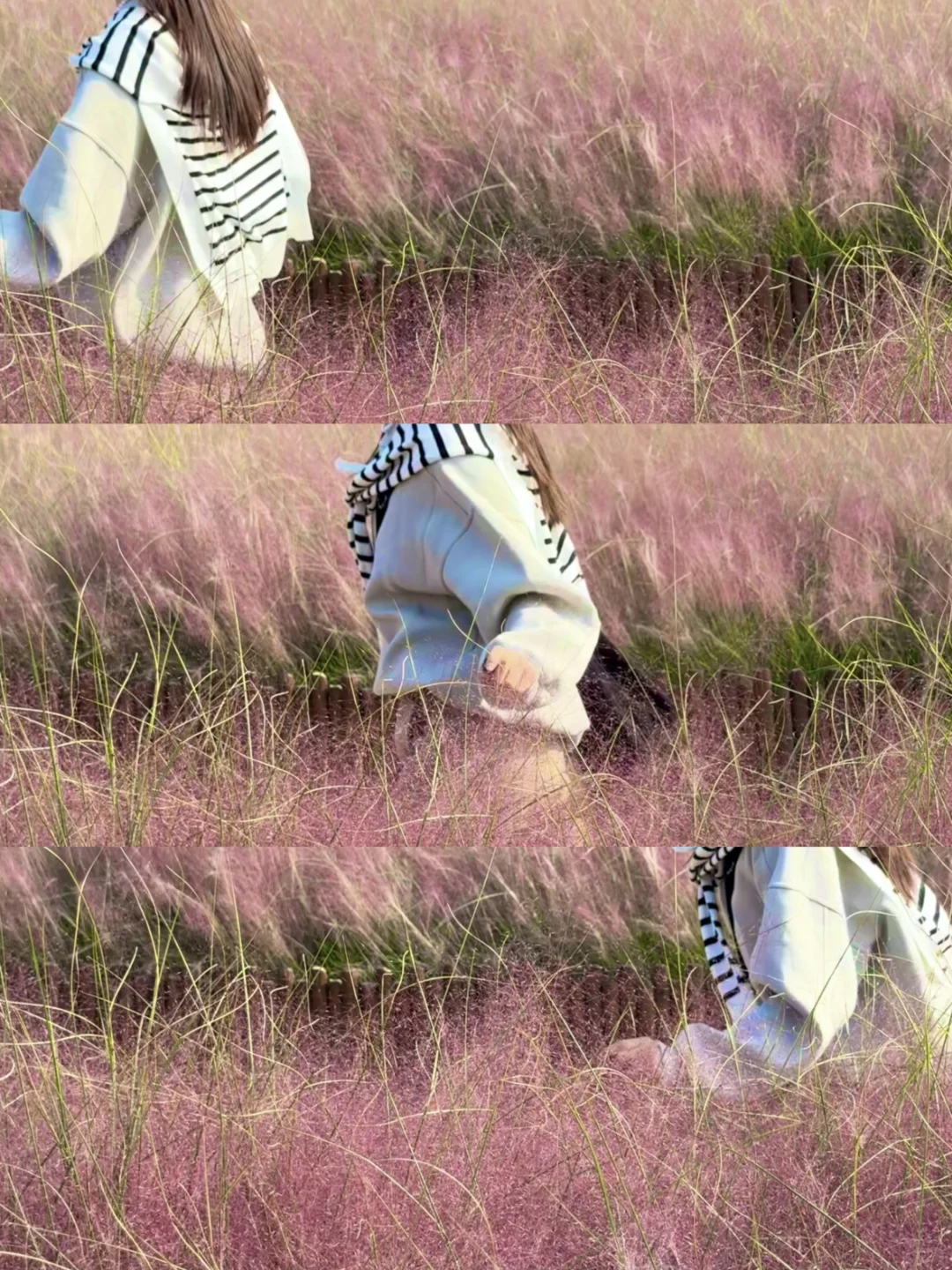 10.4实拍奥森粉黛子❗️闯入梦中的紫色花海