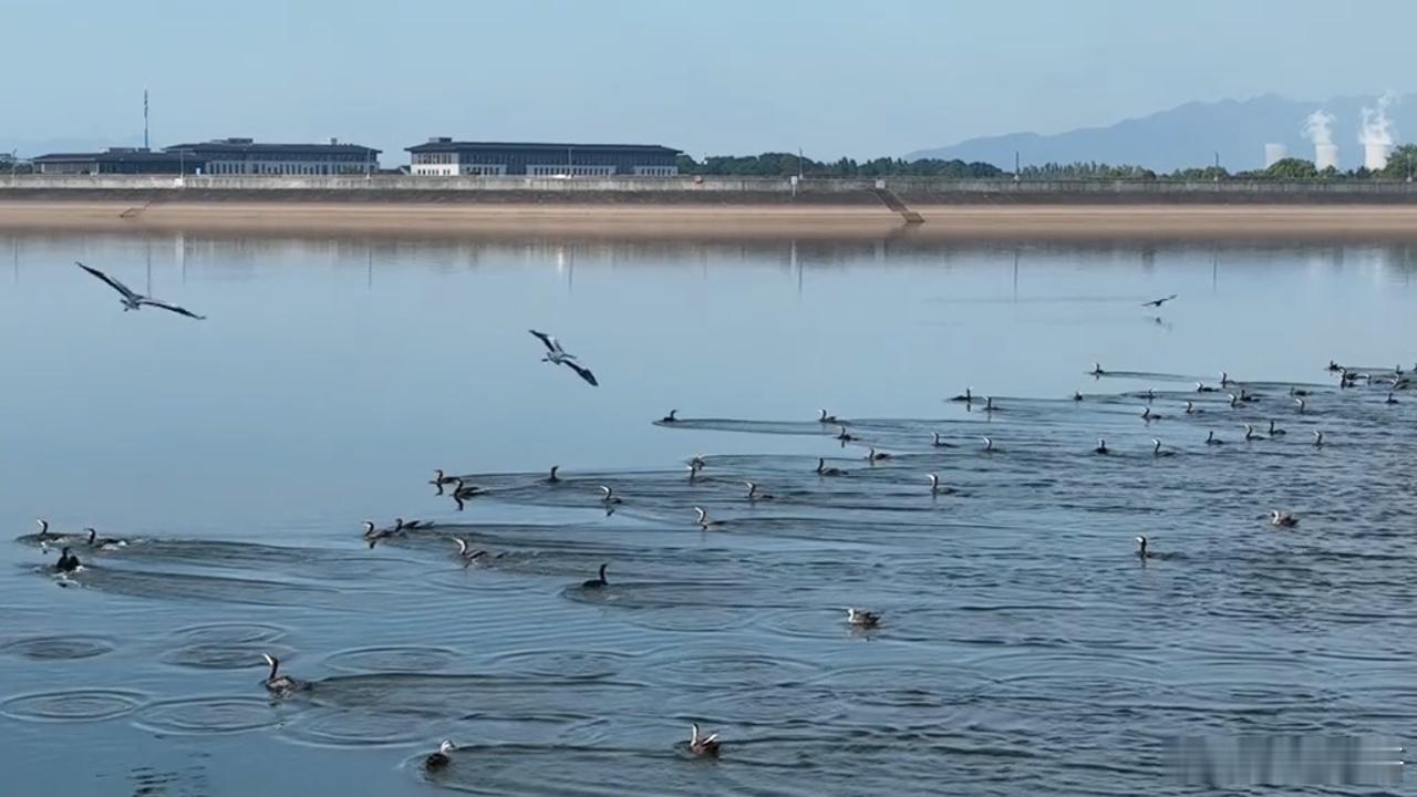 【踏春观鸟】近日，金华兰溪市一位摄影爱好者在兰溪多地，用镜头记录下翠鸟、白鹡鸰等