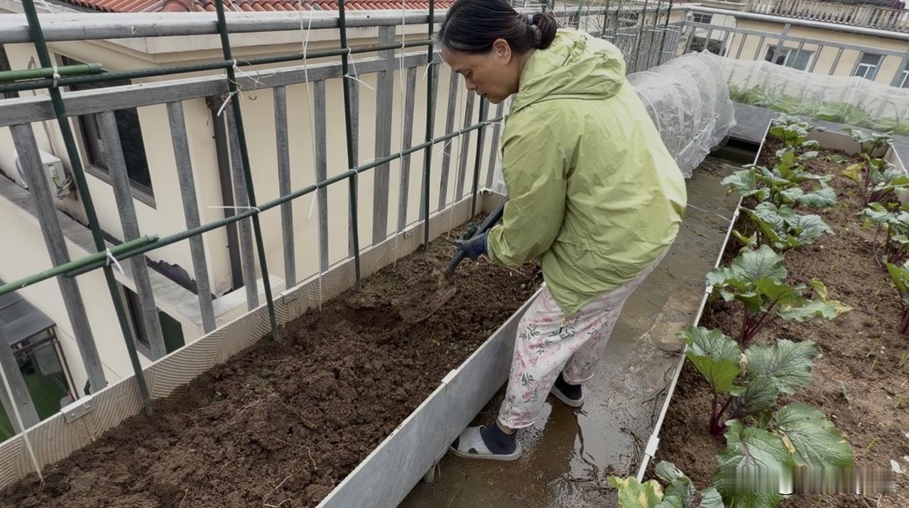 霜降阳台菜园忙：翻土晒池、盖网护菜、摘苕尖扁豆，老婆种菜累并快乐着
今天是霜降，