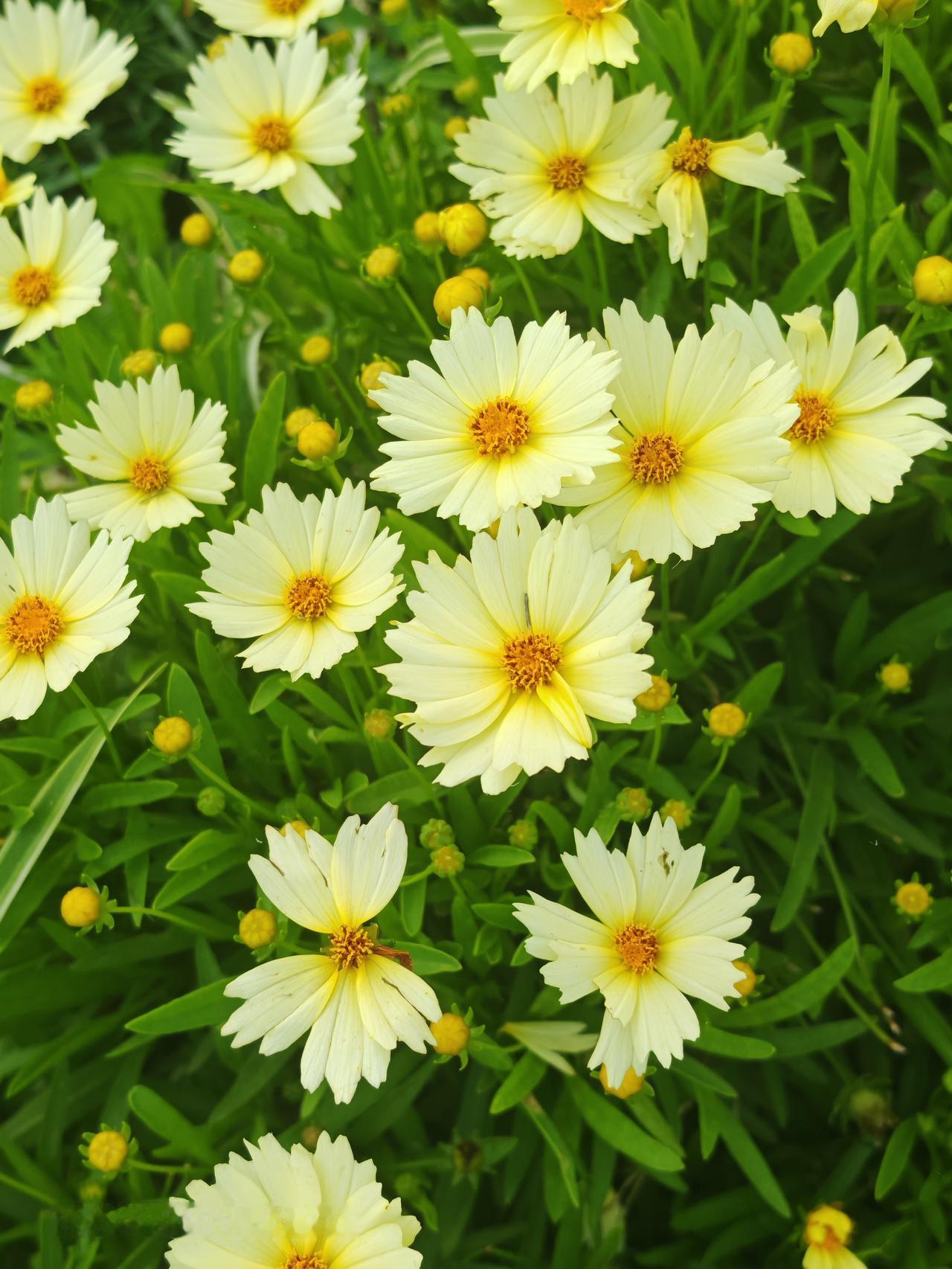 花香四溢，芳香扑鼻。北京朝阳区坝河金盏淀金盏花