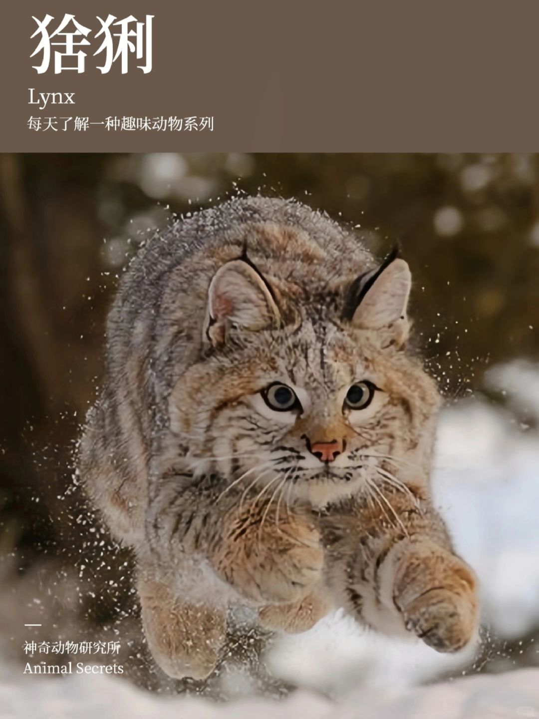 每天了解一种趣味动物👀猞猁