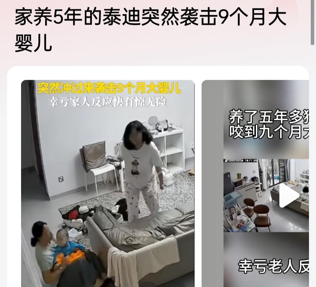 家养5年的泰迪毫无征兆的攻击小主人，还好看孩子的老人没看手机啥的，如果看孩子走神