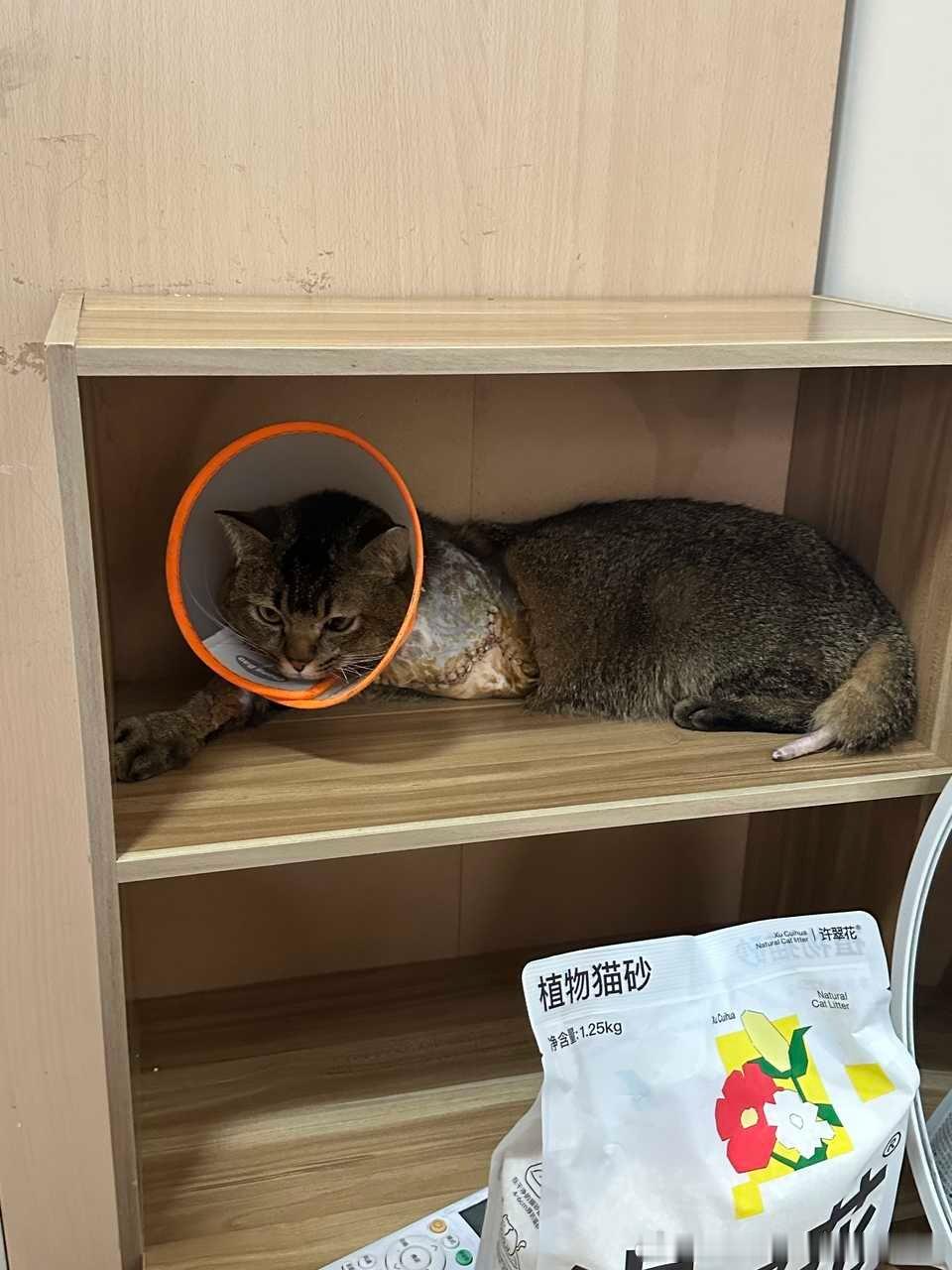 【长沙领养猫咪领养】湖南领养 长沙讨好型猫格三腿狸花小公猫寻领养！因为太亲人，被