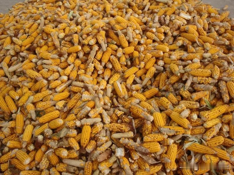 玉米花粒、不结实,如何预防?玉米花粒不结实的原因很多，要想做好预防，那就行有针对