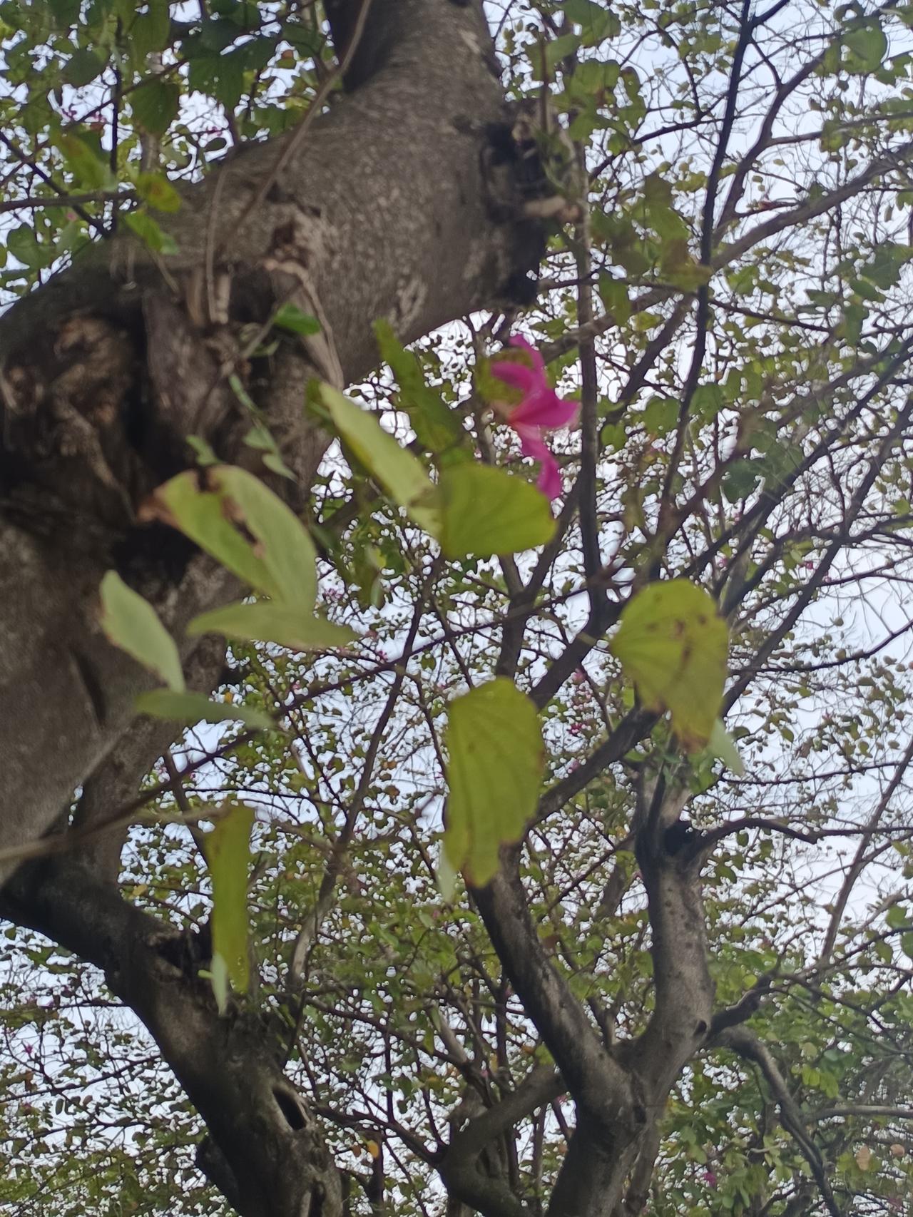 家人们谁懂，这就是肇庆的紫荆西提，紫荆花。
粉紫色的，非常好看