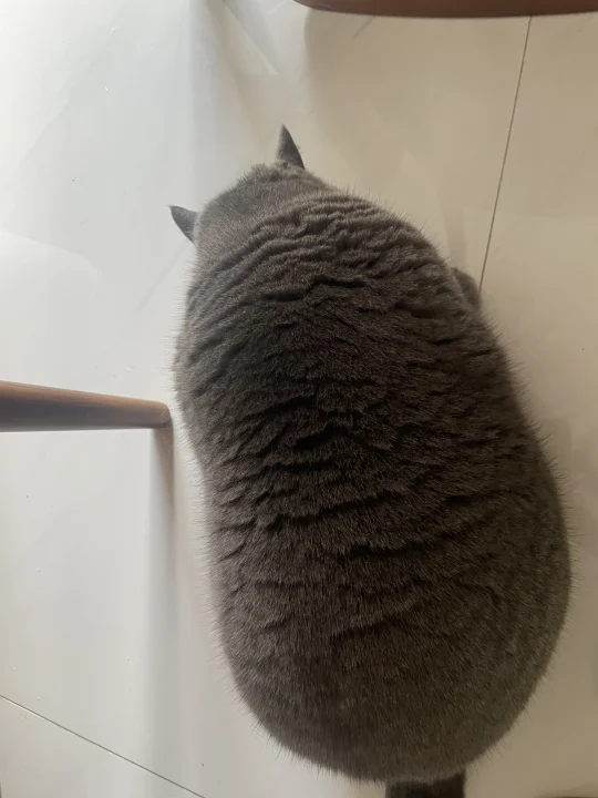 快看！是真的猪咪🐷哈哈哈哈