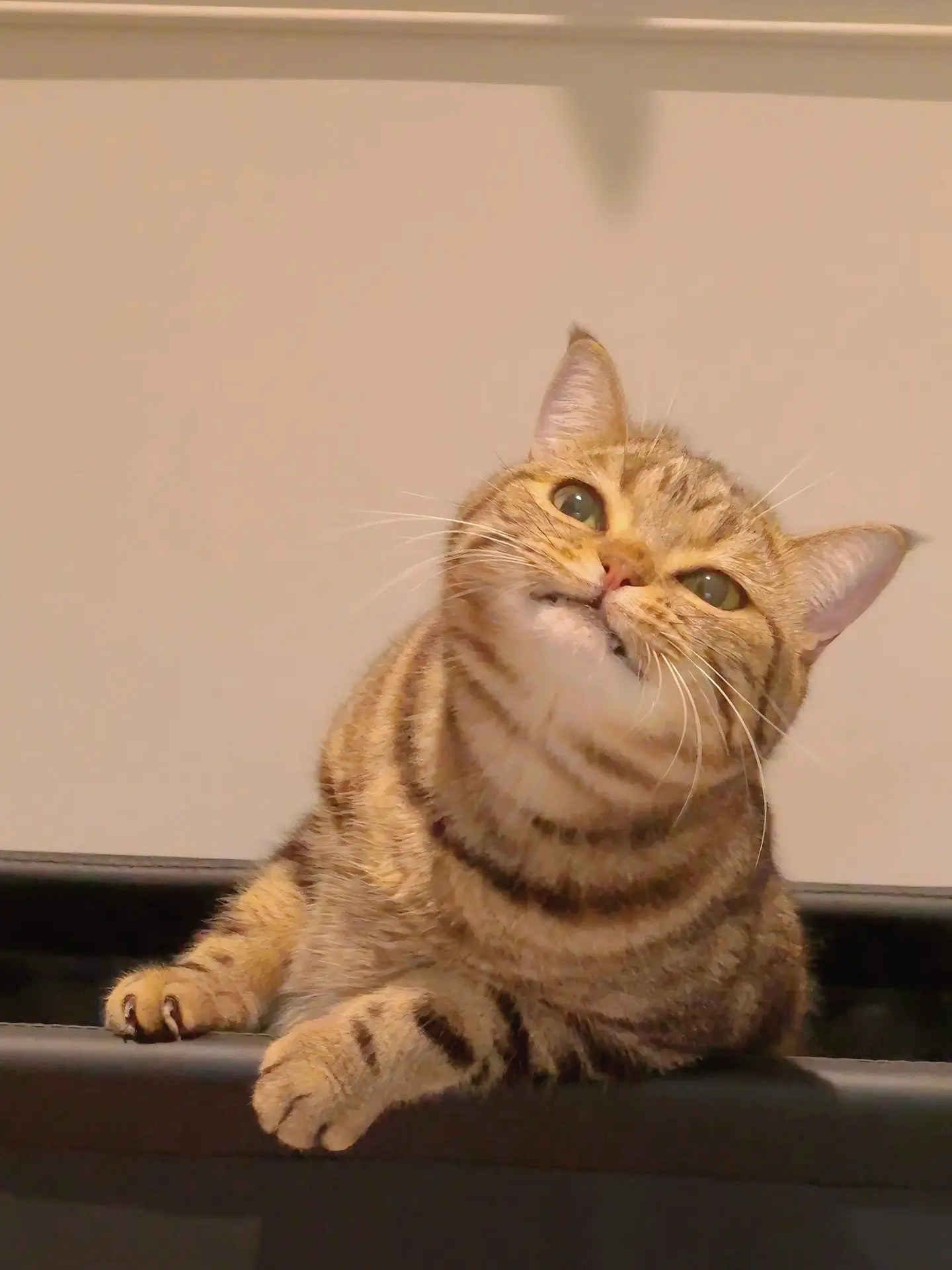 哪里来的小猫咪！