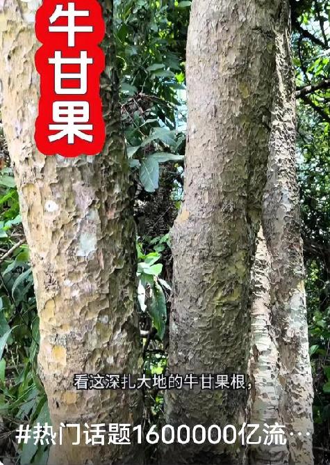 感谢你的评论[祈祷]这果子我家用来泡酒喝，每晚喝5毫升，还把它放在冰箱冷冻，假如