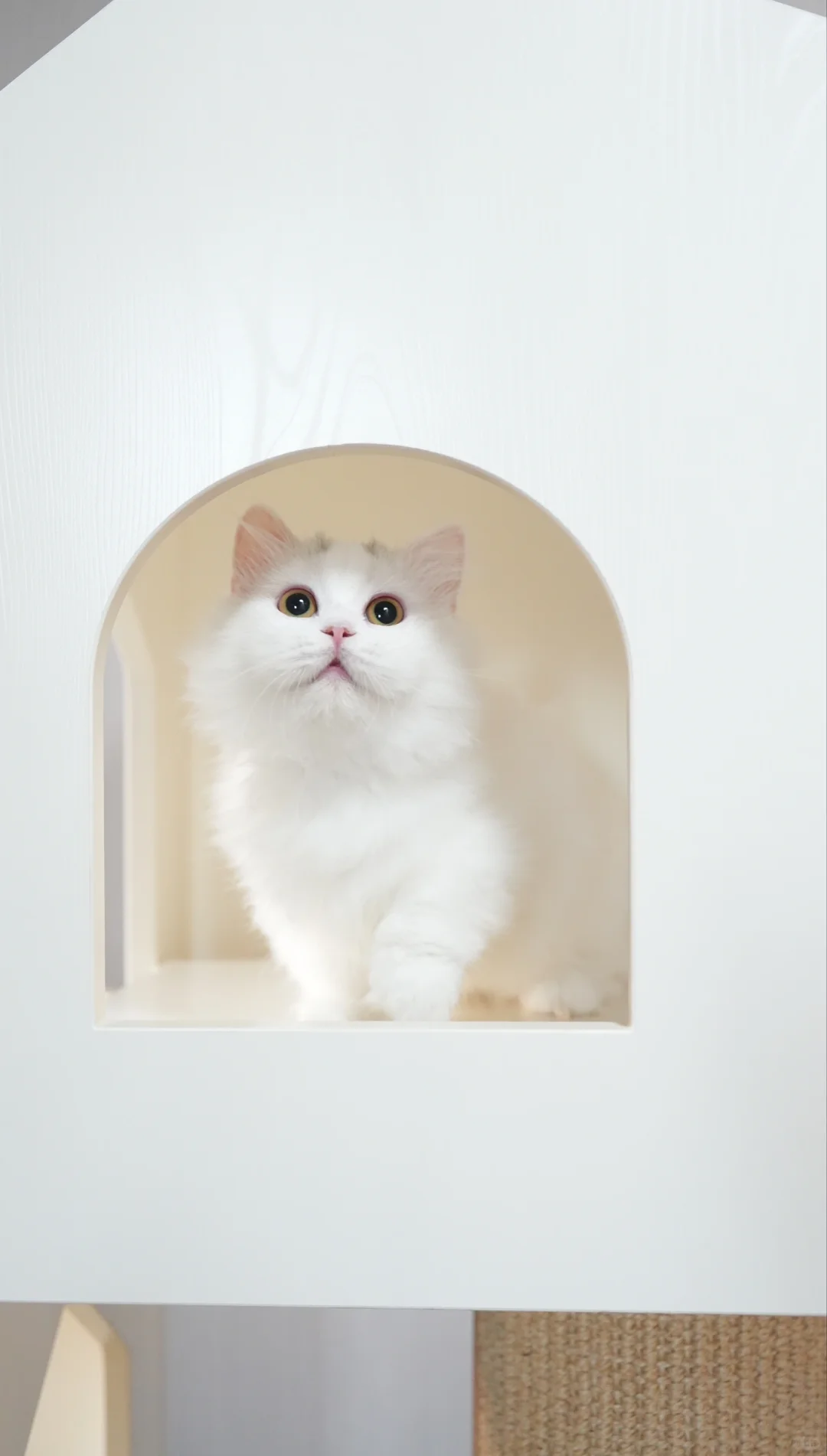 银白净梵米努特矮脚猫