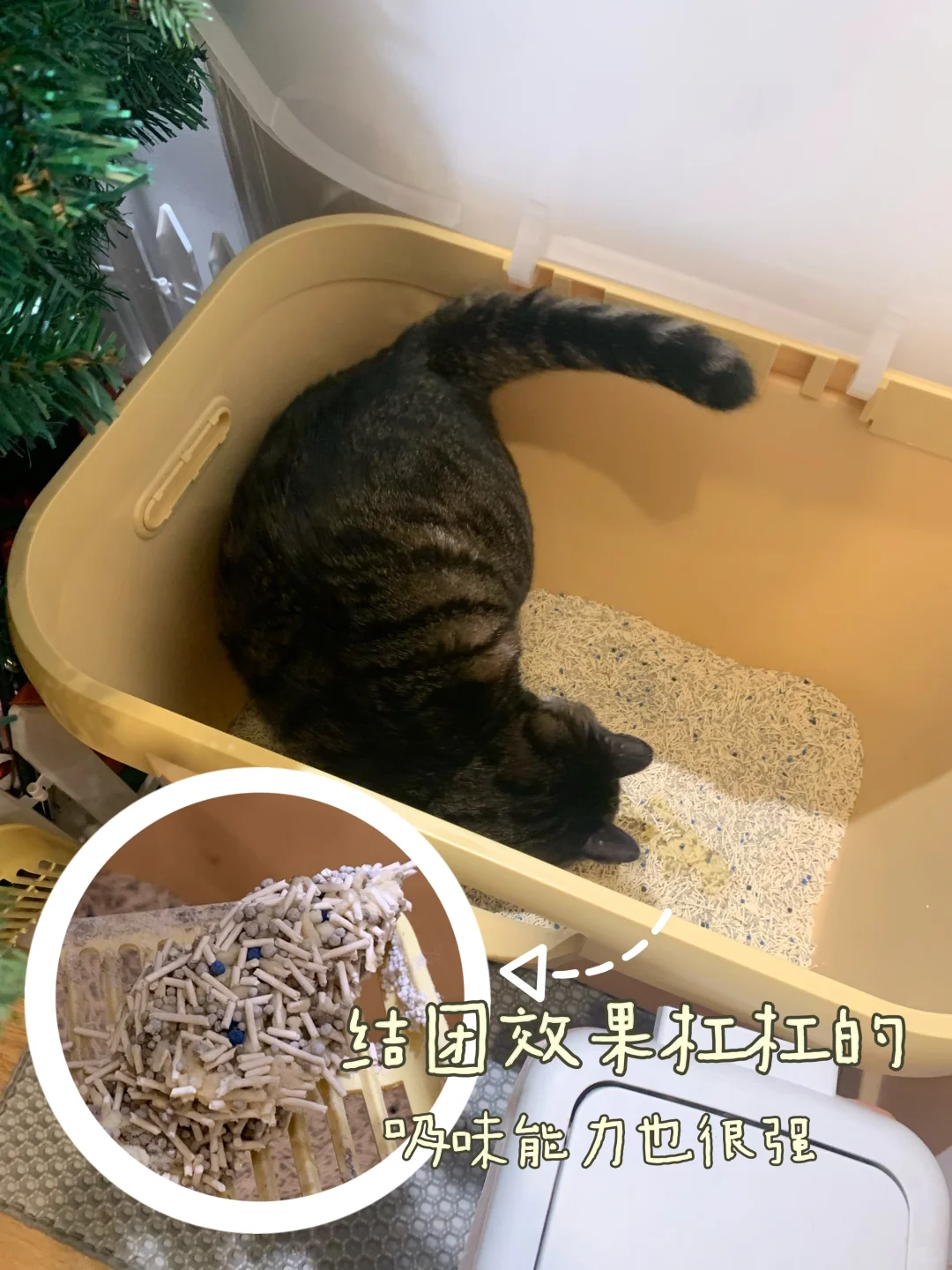 小奶牛正式任命为猫厕所管理员！