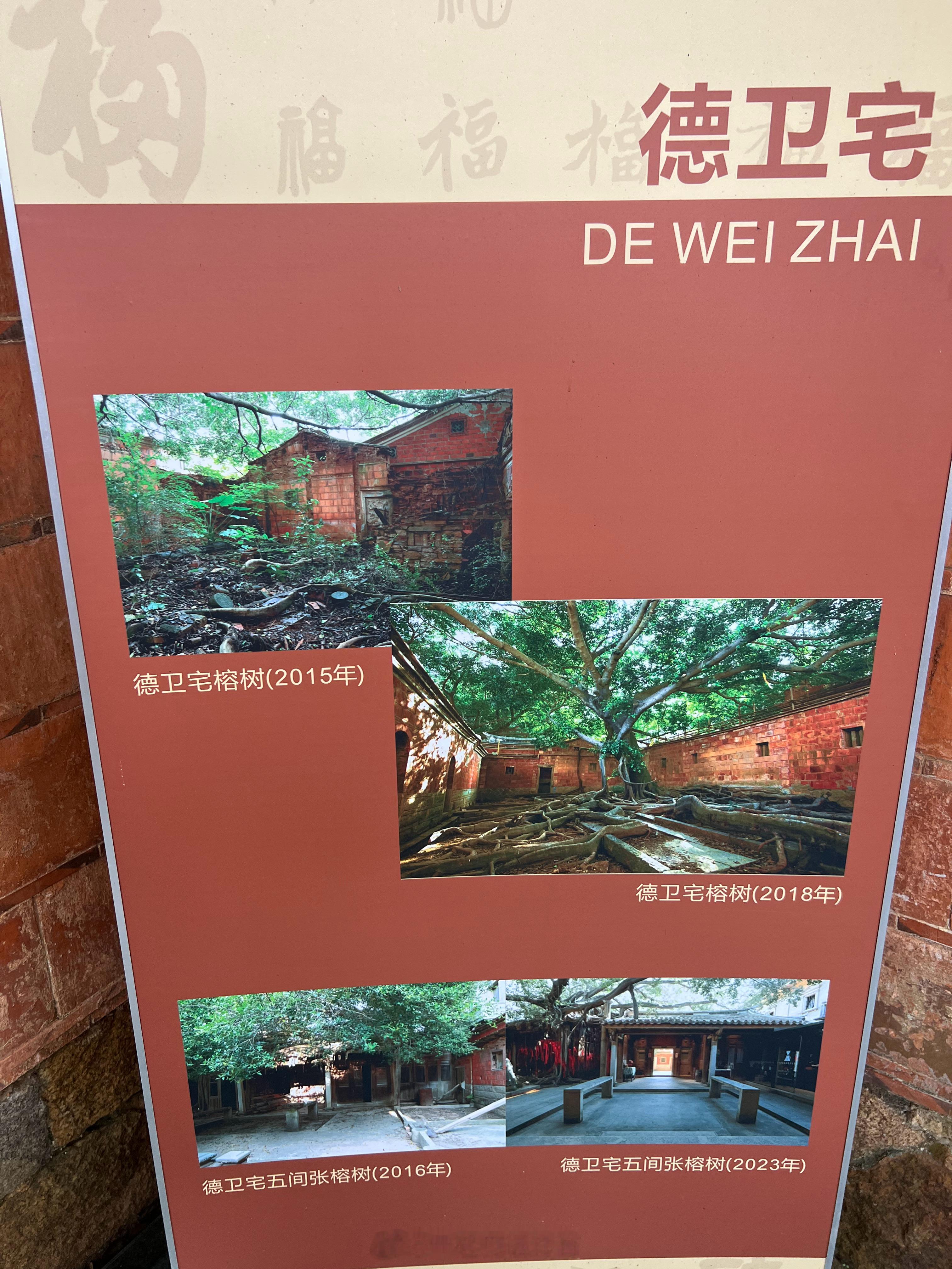 德卫宅榕树 ​​​