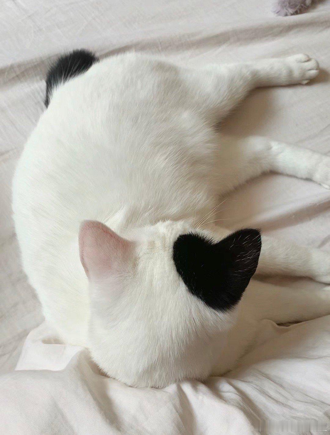 这猫…很有爱心……#大v聊车# ​​​