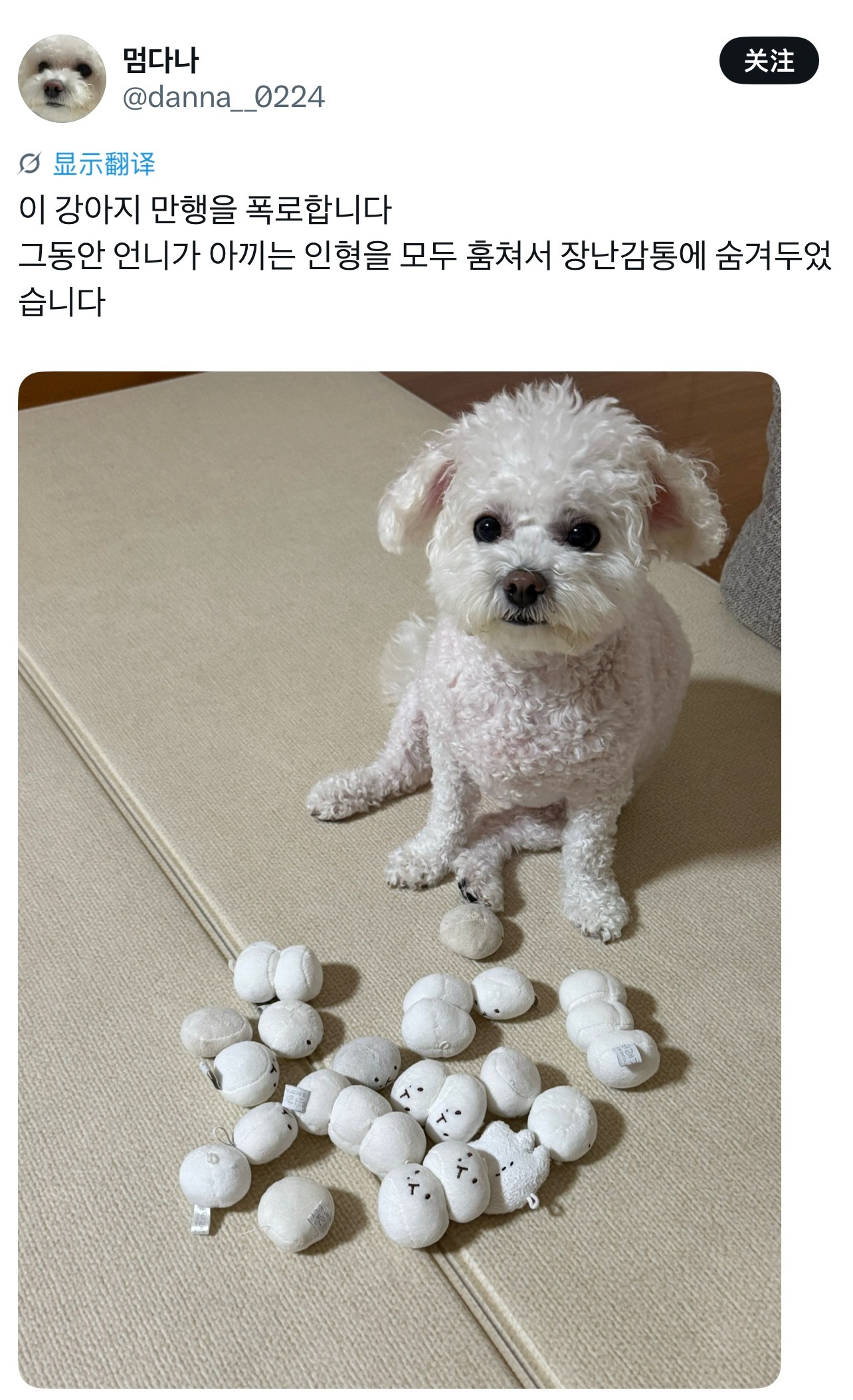 “现在来揭露一下这只小狗的恶行。这段时间它把姐姐珍爱的玩偶全都偷走藏进了玩具箱里