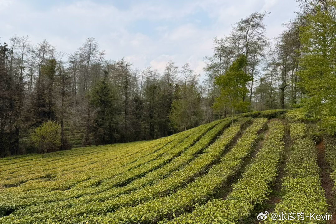 肉有清香，菌有肉香～一天2万步，云南真的太好吃了！凯文的减肥日记