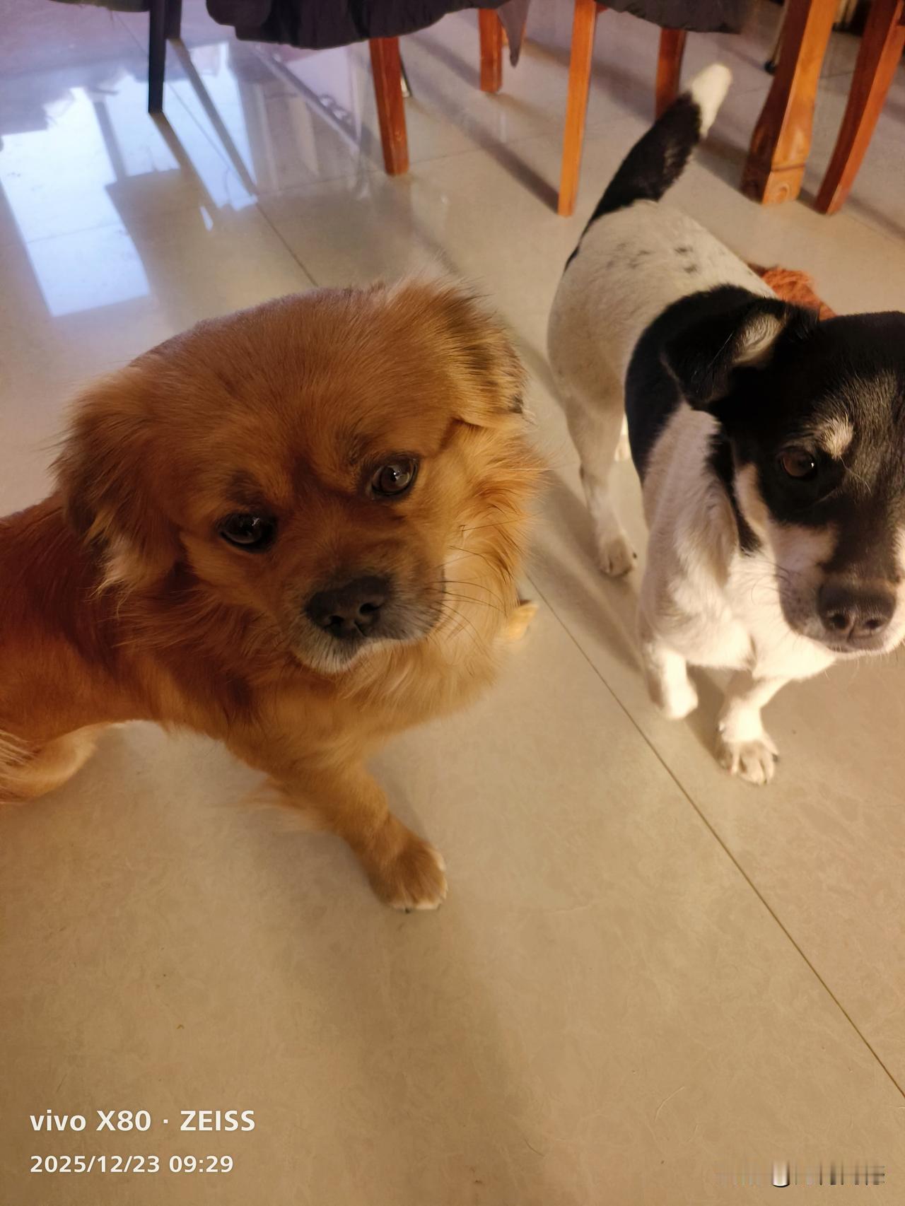 你能分享一张狗或小狗的可爱照片吗一筐萝卜一筐菜，自己家的毛孩子最可爱，虽然我们家