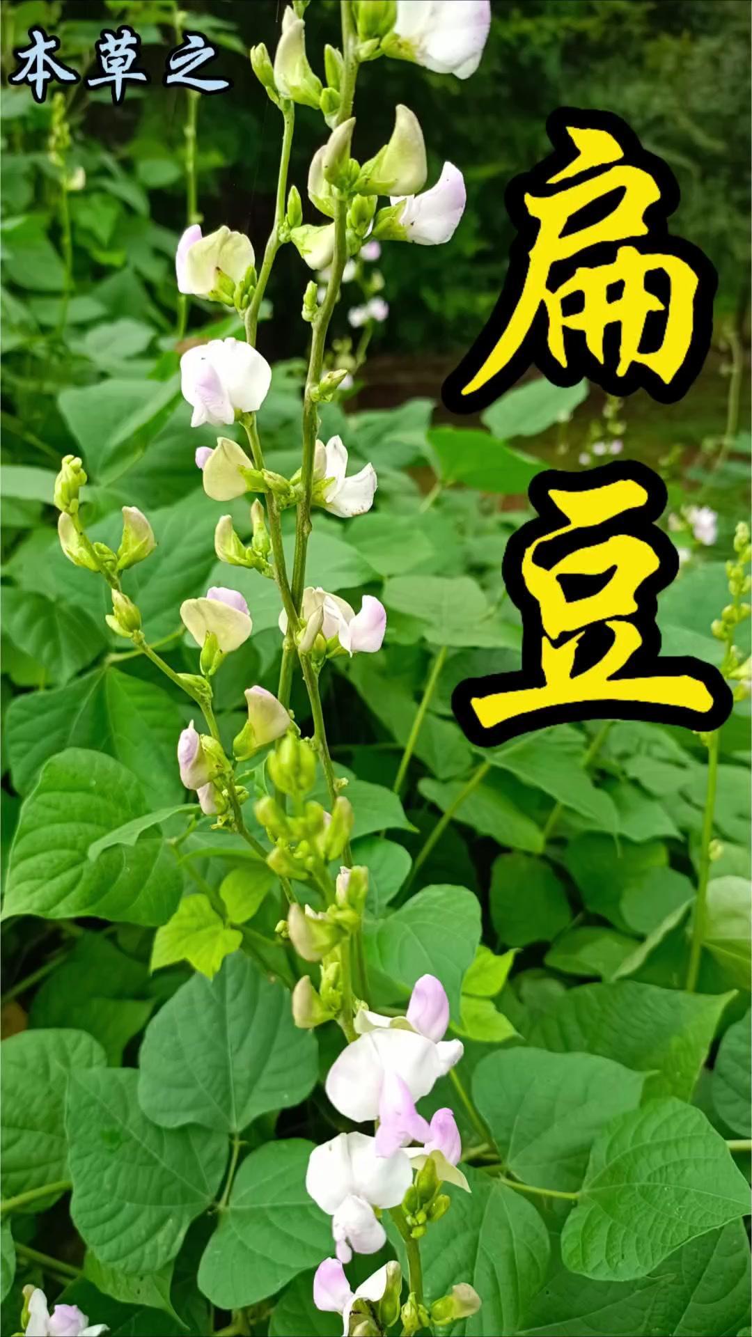 路边的扁豆开花了，为这炎热夏天添了份清新。它是豆科扁豆属的缠绕藤本，藤茎长且常见