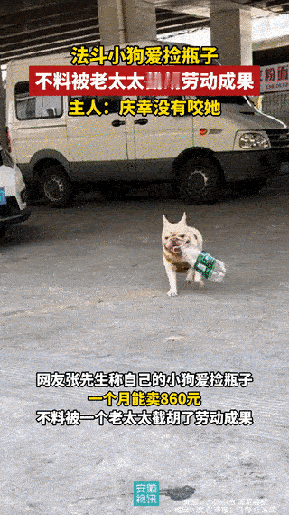 看呆了！广州这条小狗靠捡瓶子自力更生，堪称狗界劳模，谁知一个大妈盯上了它攒的瓶子