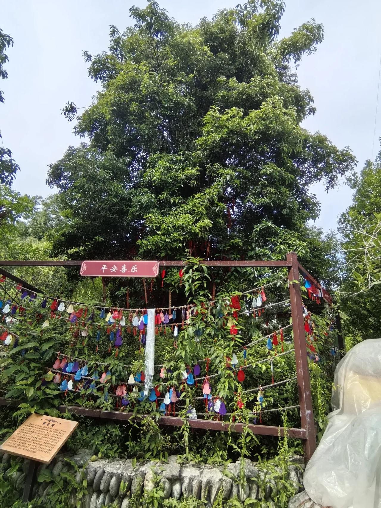 【你知道青木川名字的由来吗】图一树名叫“青木树”，学名为“桤树”，又称旱冬瓜树、