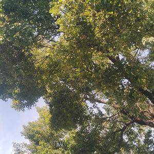 灿烂明月顶