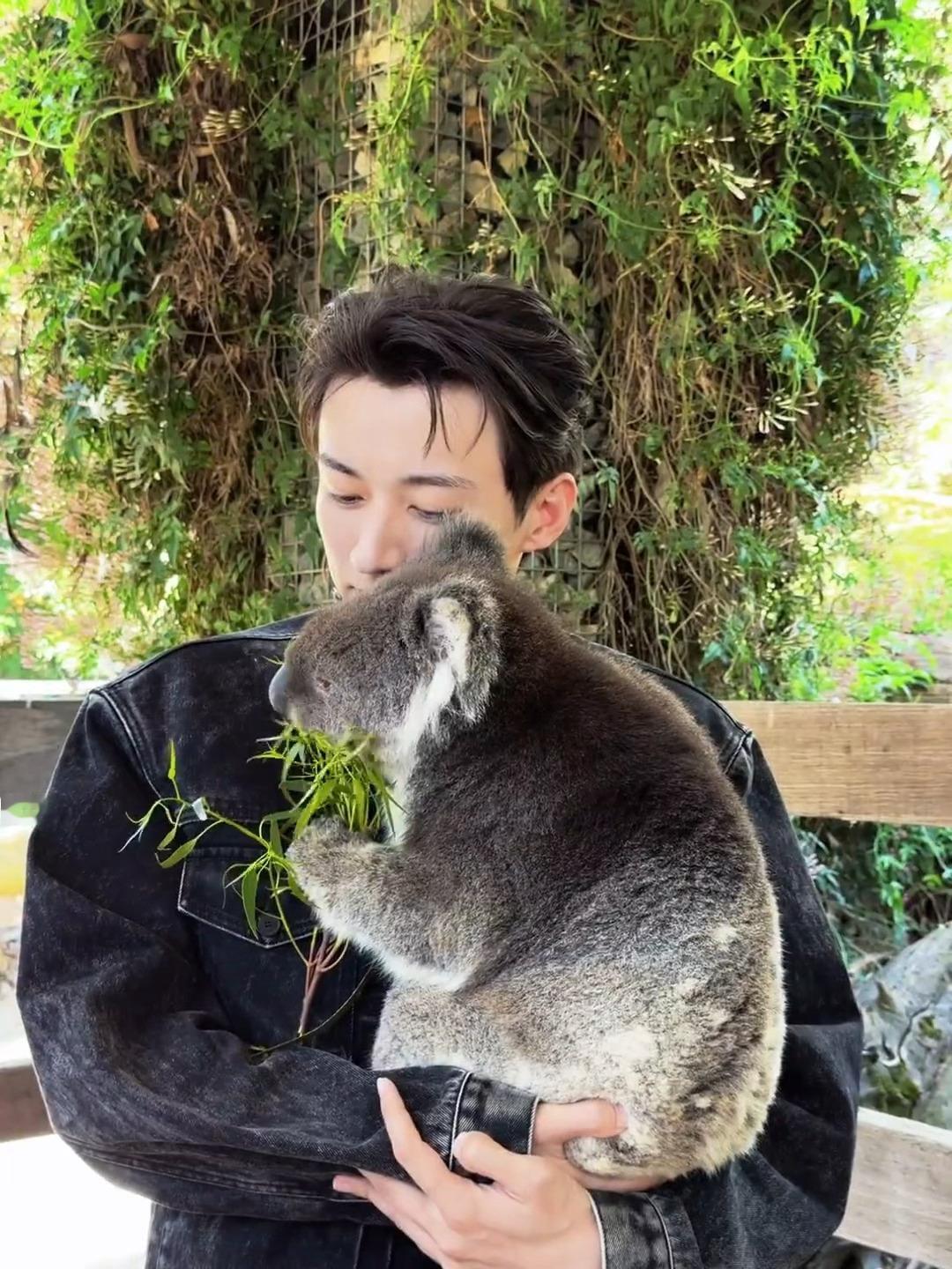 抱考拉也超可爱  