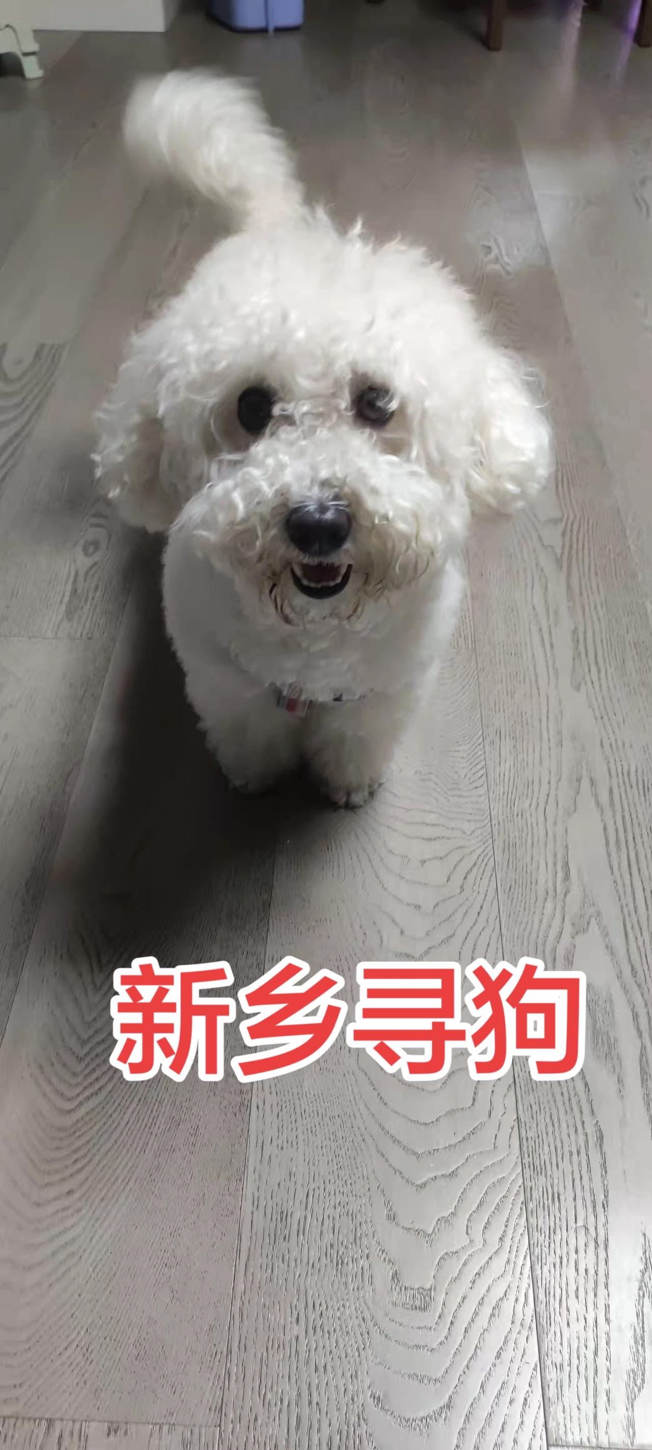 于2026年5月1日，在白马村、和兴社区附近不慎走失爱犬。
白色母比熊，名字早早