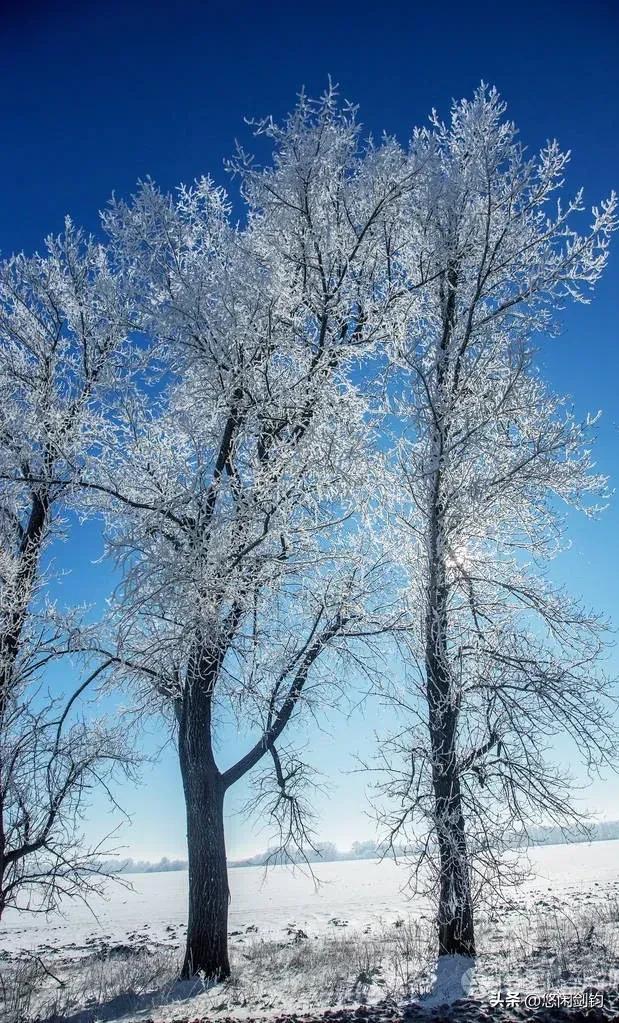 雪白树影映蓝天，银装素裹展美景。一世的流年里，你我皆是行走的旅人，途中经历风尘，