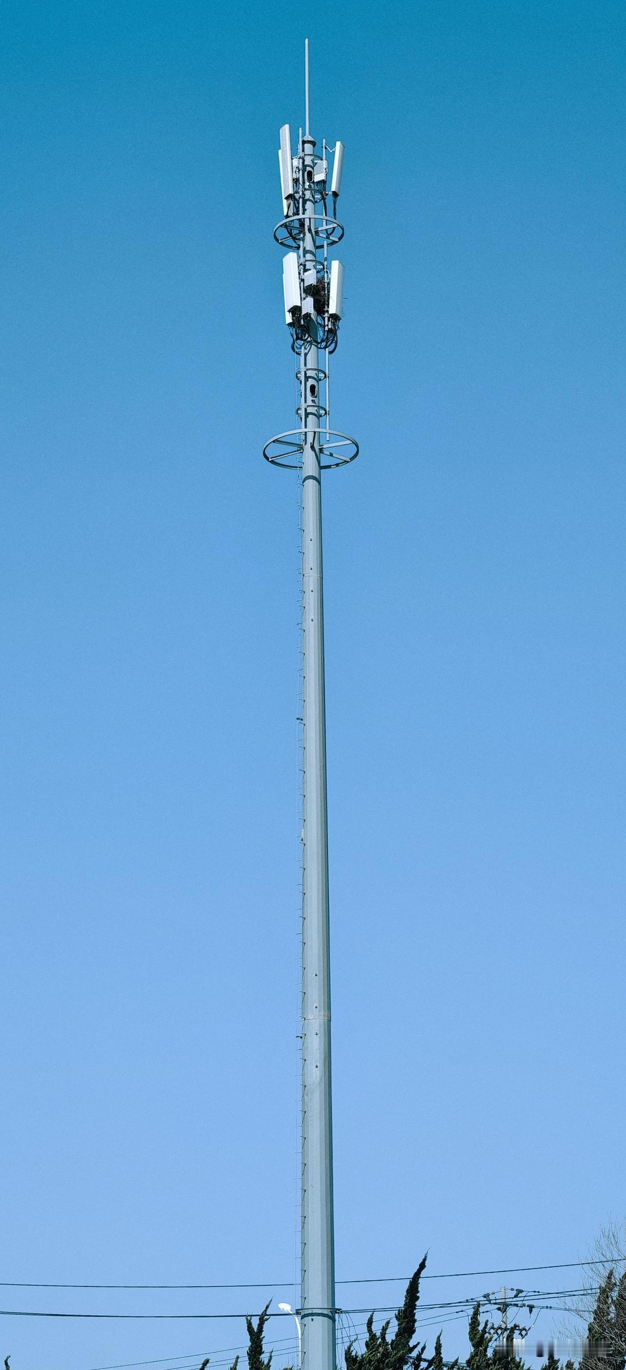 聪明的喜鹊把巢穴筑造在高大的灯杆之上