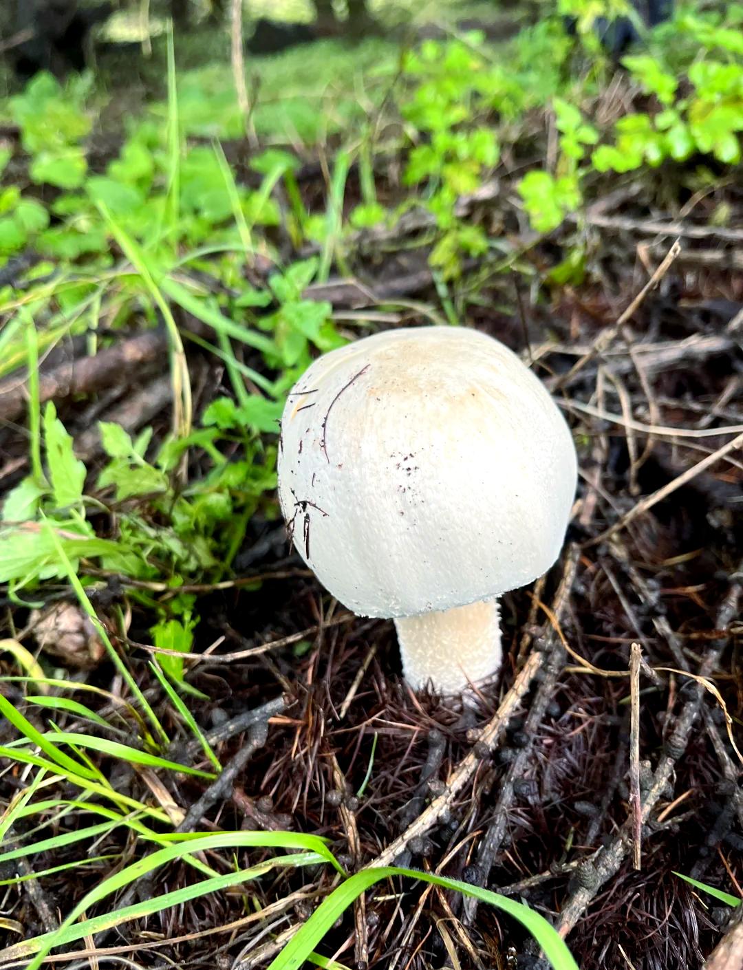 上山采蘑菇，开启奇妙自然之旅

我今儿去山上采蘑菇啦，这一趟体验简直绝了，不跟你