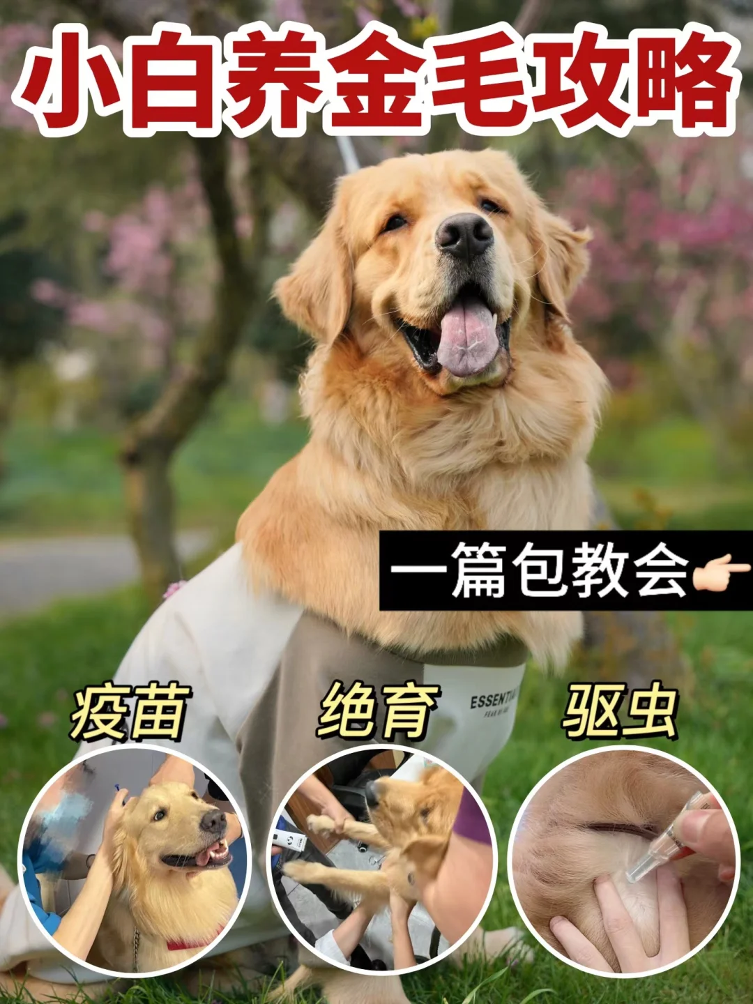 小白养金毛指导☞附驱虫攻略√