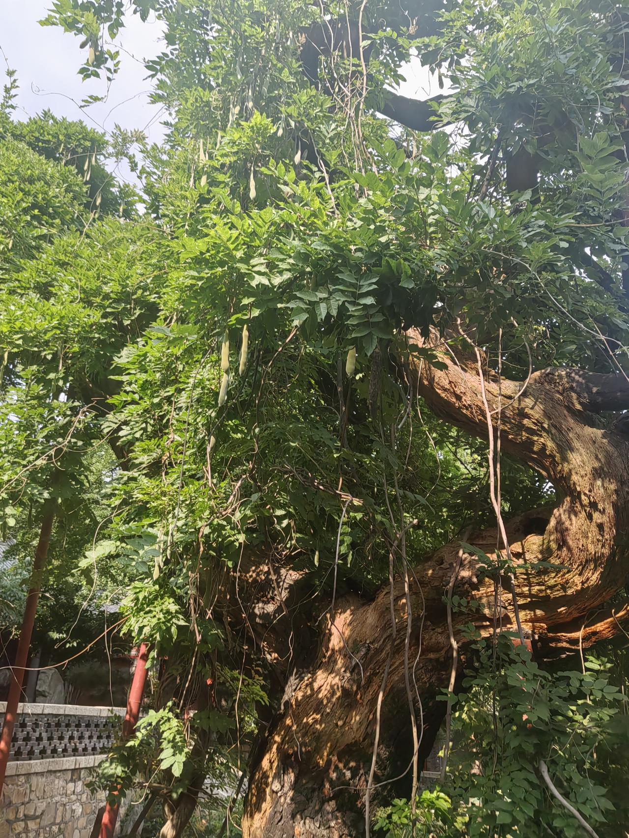 那个年代，父亲的巴掌最管用

昨天和一位外地朋友聊起孩子教育，她言语间有些羡慕我