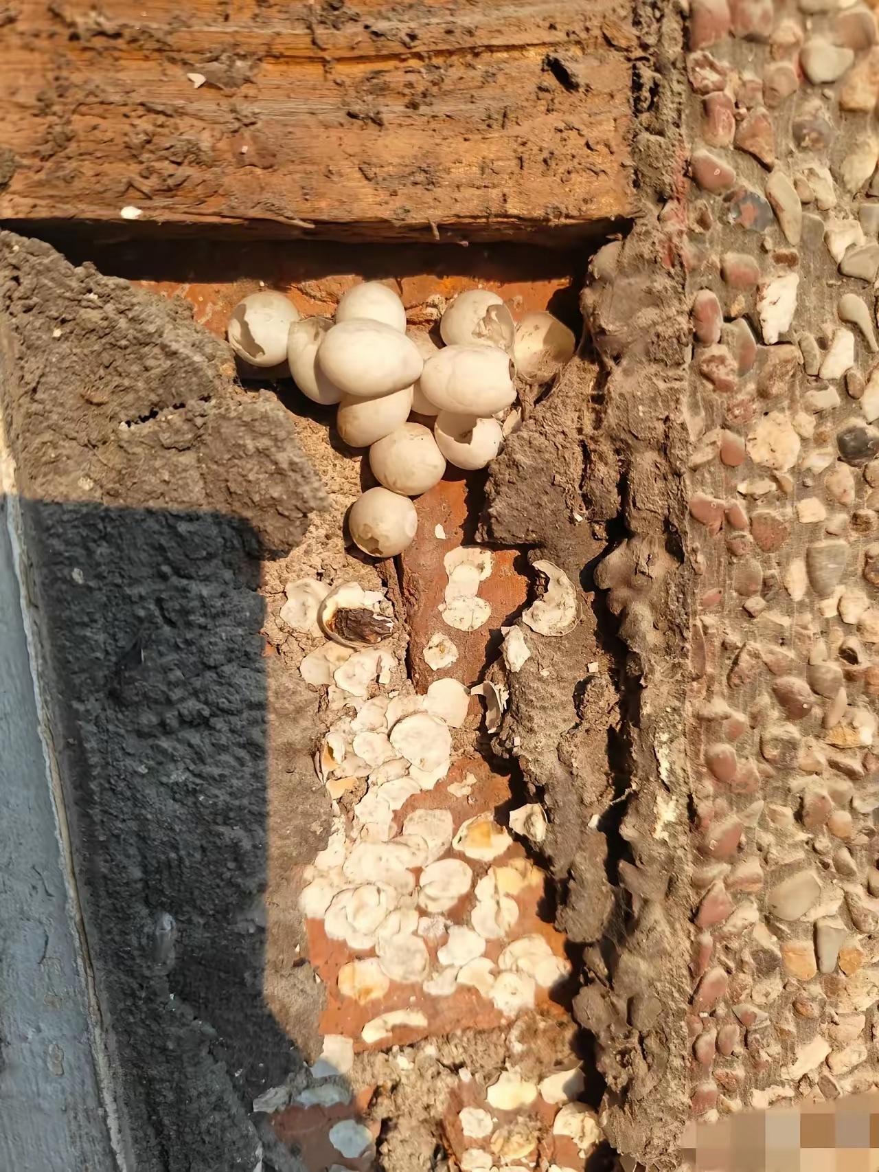 有个租客狠毒，为了报复房东不退押金，把300多个鸡蛋买回来灌入装修的夹层里。把店