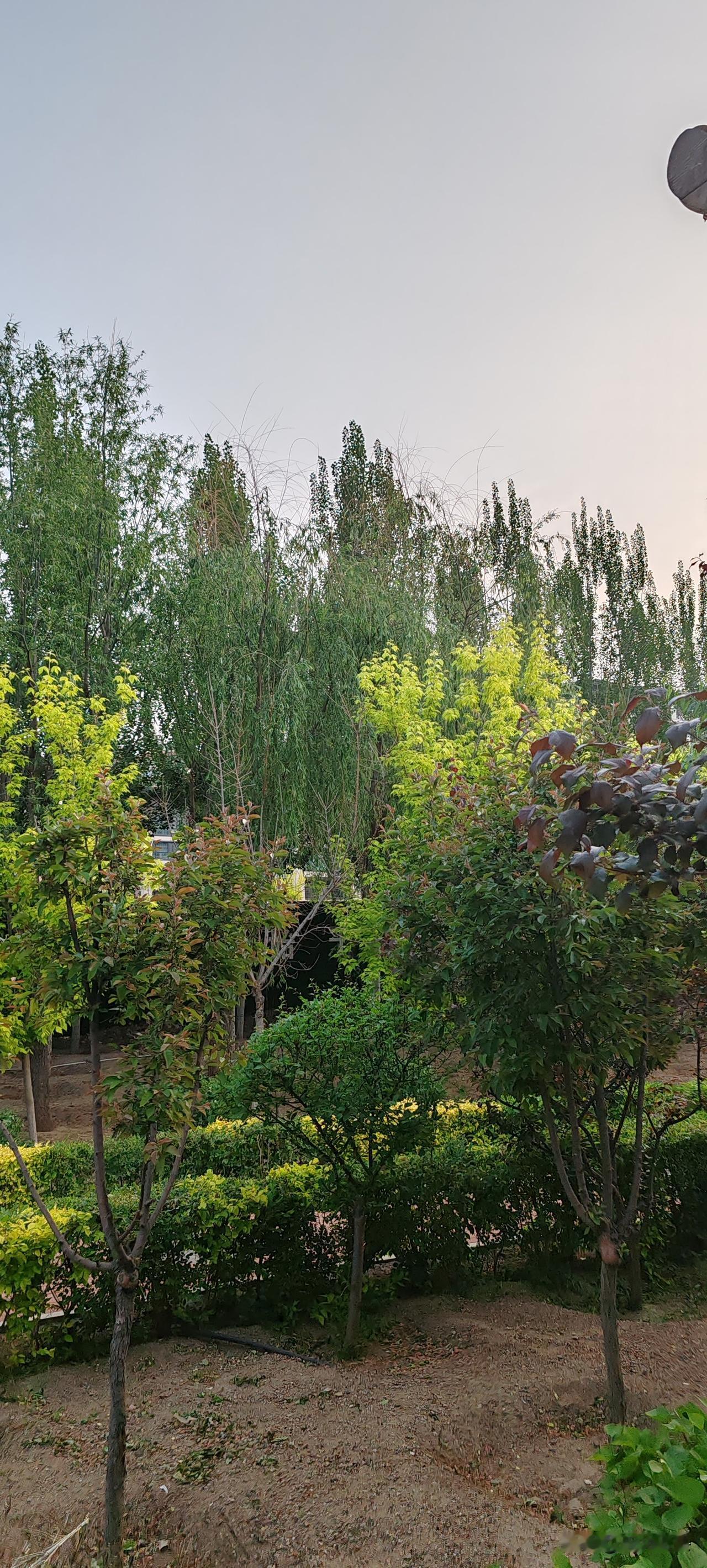 记住我说的话！
搭伙过日子的老头老太婆，
心永远在儿女身上，
尤其是那些儿女日子