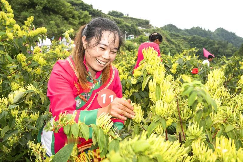 《金银花2》
并蒂花开细蕊香，
忍冬藤蔓绕坡长。
金银簇簇缠绵意，
桂林三花君溢