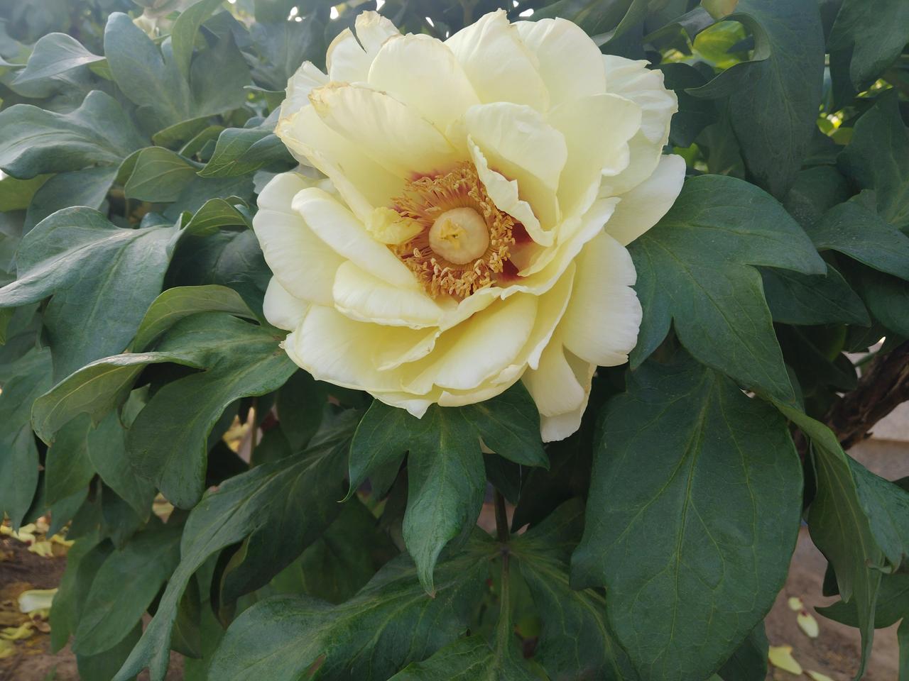 谁有手机拍摄的花花发上来