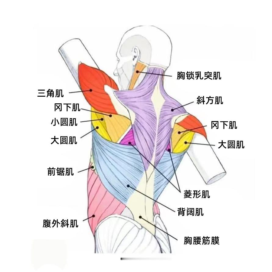 每天get一个康复知识 总是腰背痛的朋友，来看这张总结图，认识一下你的腰背肌肉，