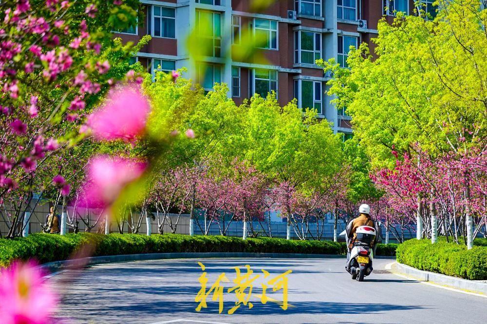 4月7日，济南荆山北街中段迎来最美春日时刻。长约300米的道路两侧，数百棵菊花桃