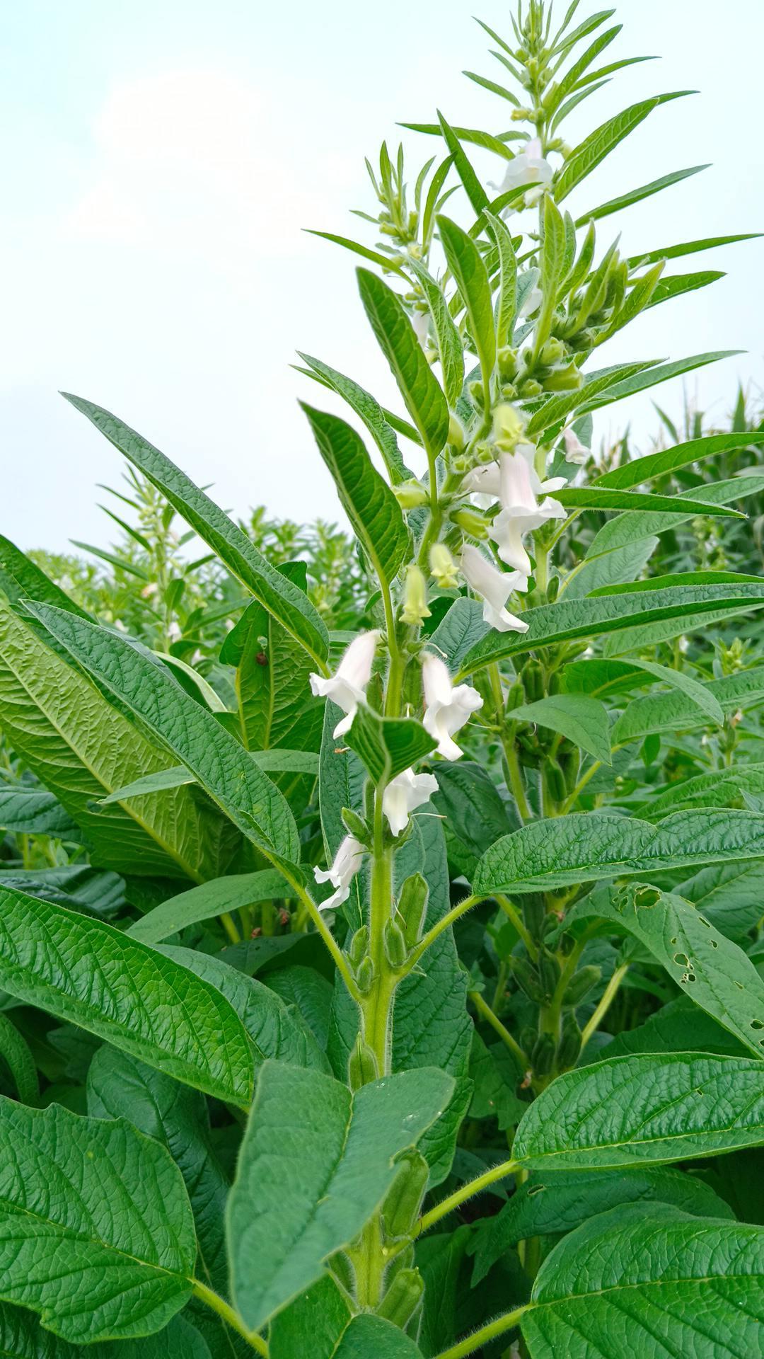 95年的老歌，离现在30年了！老歌回顾