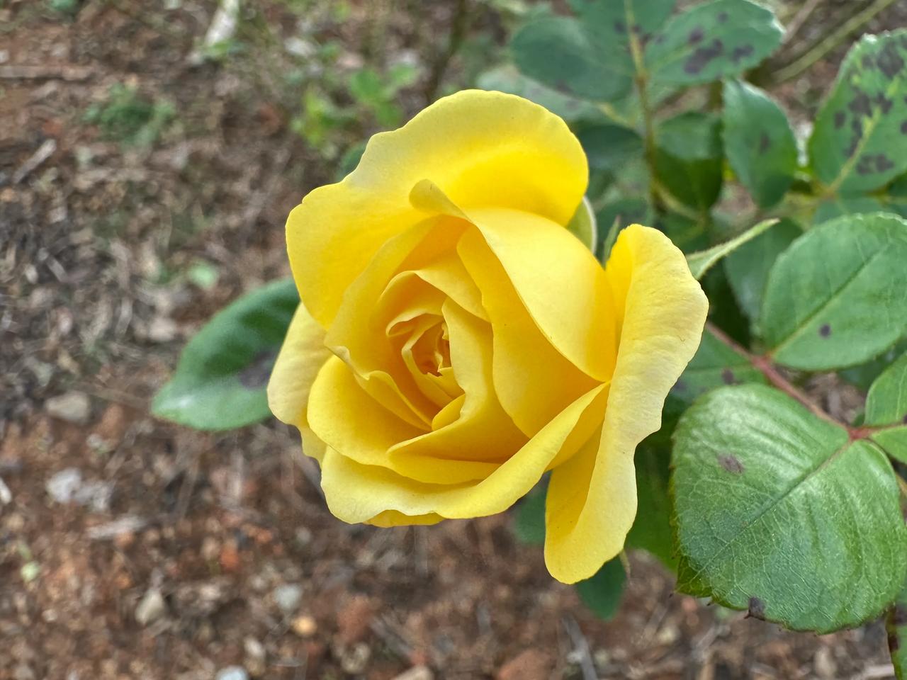 看到美丽的花儿，总是忍不住各种拍照。前些年拍花的时候，还忍不住把自己也拍进去，然