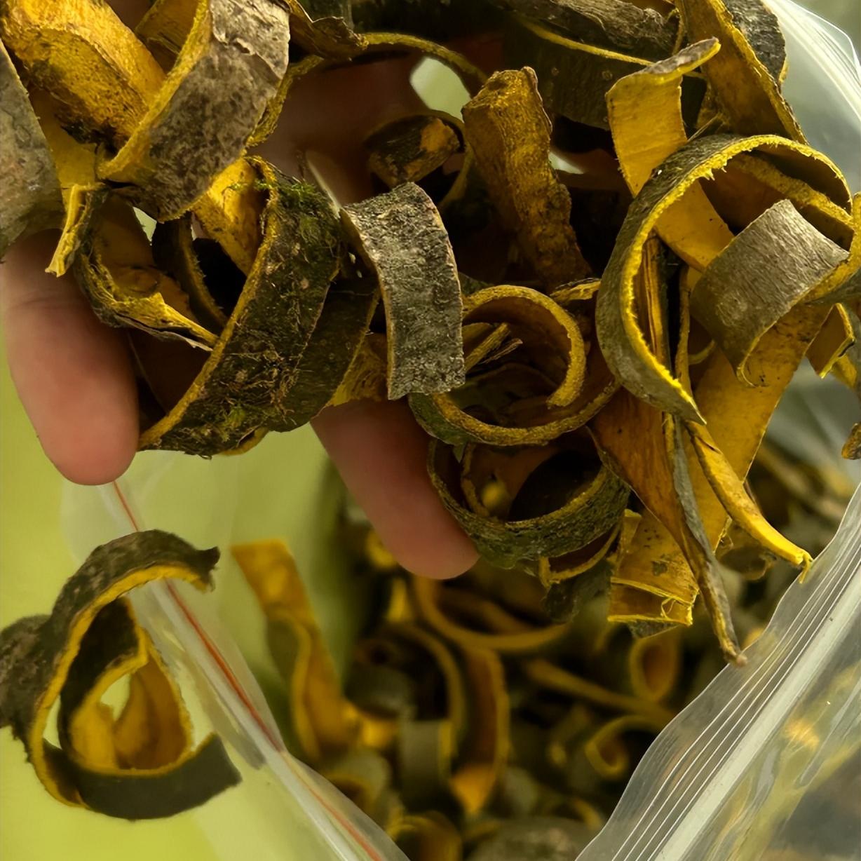 世上根本没有阳痿早泄，不过是 “下焦堵了”！重用一味药，引血入茎，功能自己回！