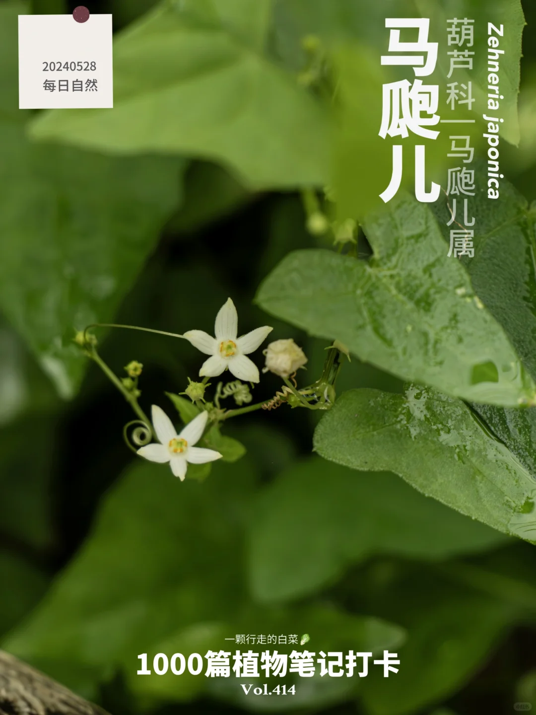 植物笔记414 | 嘿，老鼠喊你来吃瓜！