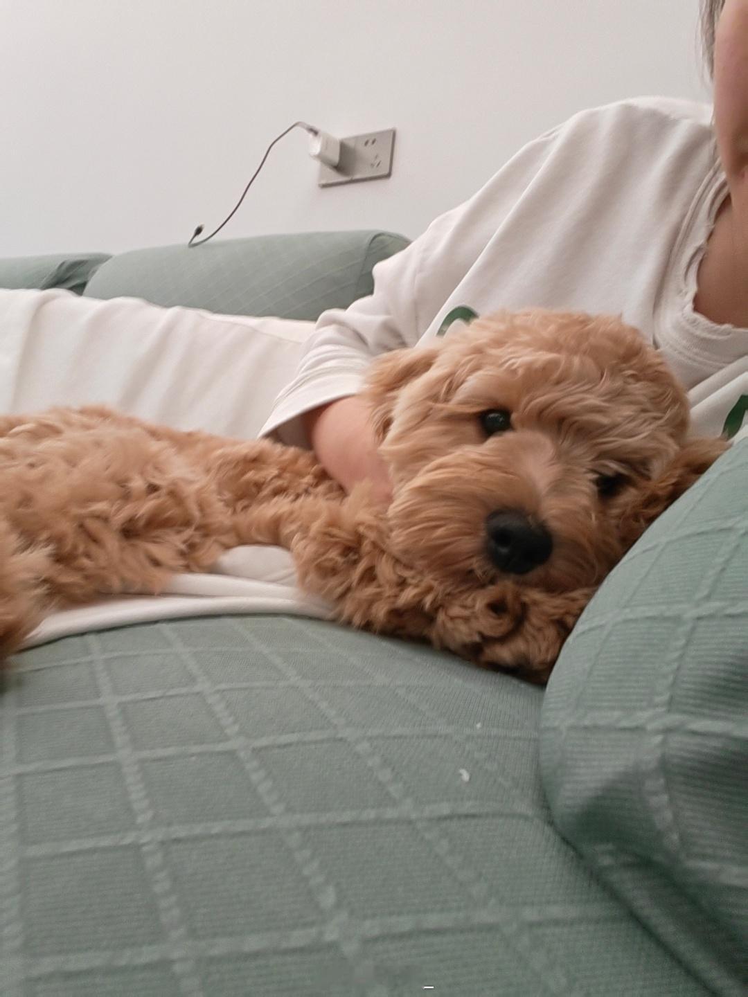 可爱修狗🐶允许修狗上沙发腻歪一会太治愈啦～小狗伊布大歌碎碎念可卡布萌宠