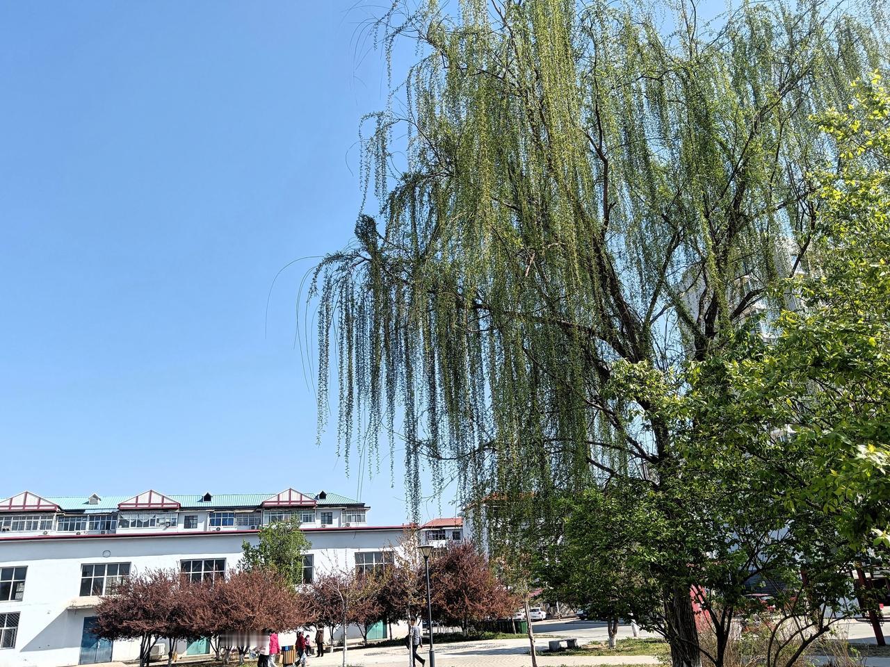 去不了诗和远方，那就在附近散散步， 吹吹风， 拍拍照。生活依然很美好。